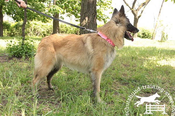 Trustworthy pink leather Tervuren collar