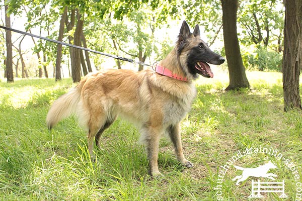 Chic pink leather Tervuren collar