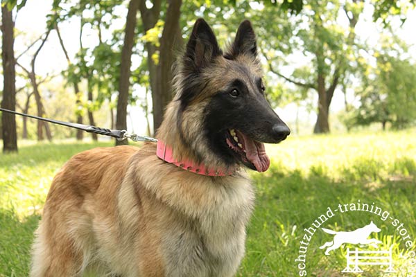 Pink leather Tervuren collar with handset adornment