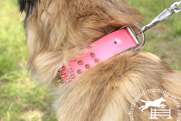 Leather Tervuren collar with three rows of spikes