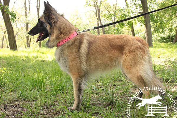 Pink leather Tervuren collar for walking in style