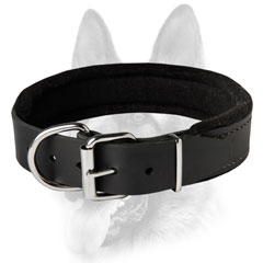 Everyday dog collar for tracker dogs