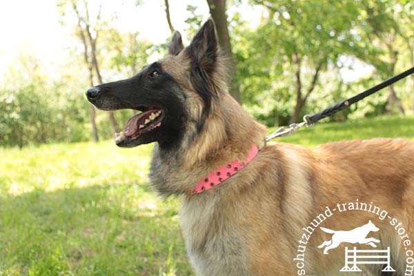 Leather Tervuren collar of bright pink color