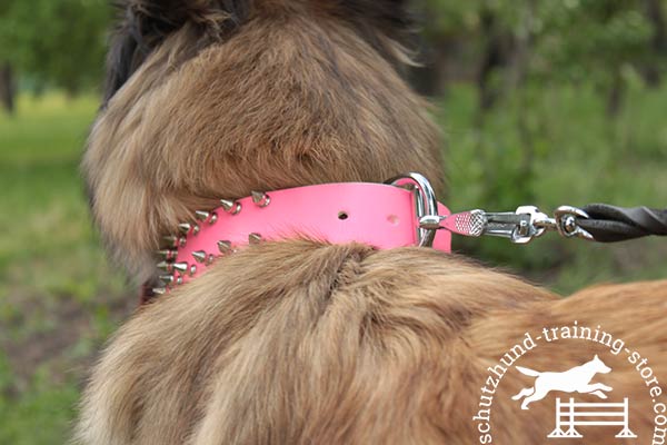 Pink leather Tervuren collar with durable D-ring