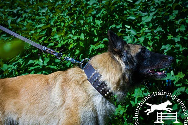 Tervuren brown leather collar of classic design with studs for daily activity