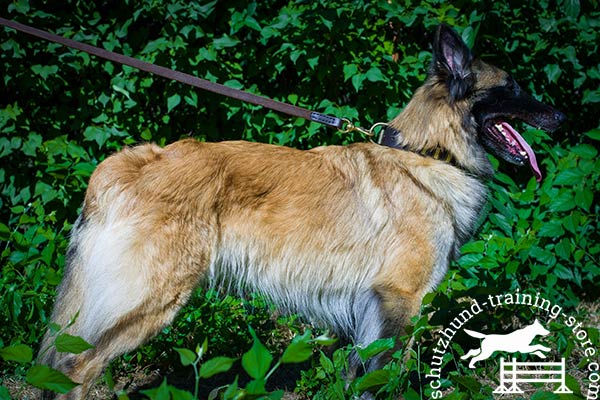 Tervuren black leather collar of classic design with plates for walking