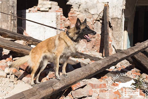 Tervuren black leather collar of genuine materials with d-ring for leash attachment for quality control