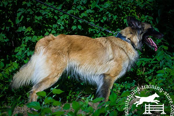 Tervuren leather collar of classic design with d-ring for leash attachment for basic training