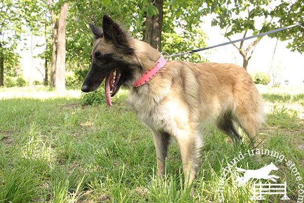 Tervuren pink leather collar with rust-proof spikes for professional use