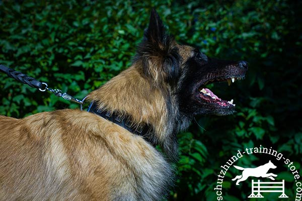 Tervuren black leather collar with durable nickel plated hardware for walking