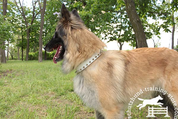 White natural leather Tervuren collar