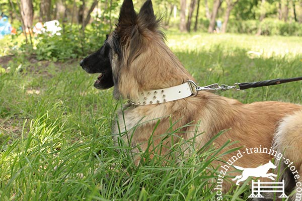 Comfortable white leather Tervuren collar
