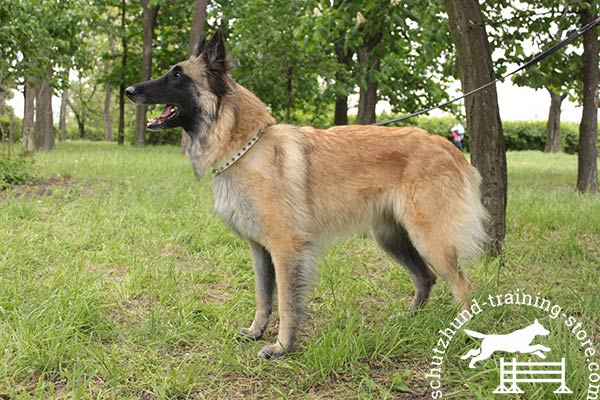 Elegant white leather Tervuren collar