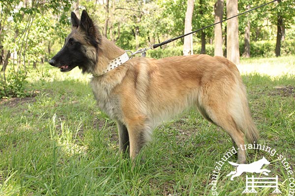 Walking spiked white leather Tervuren collar
