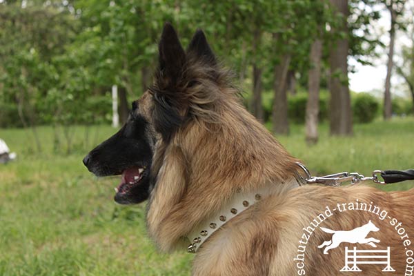 White leather Tervuren collar finished with two rows of spikes