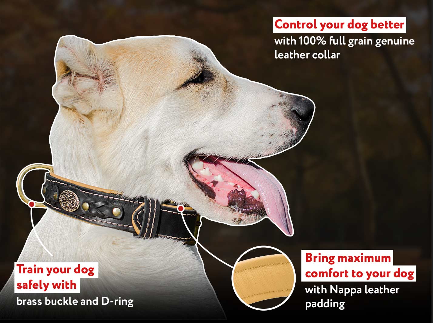 Designer Buckle Dog Collar with Nappa Leather Padding for Schutzhund Designer Buckle Dog Collar with Nappa Leather Padding for Schutzhund