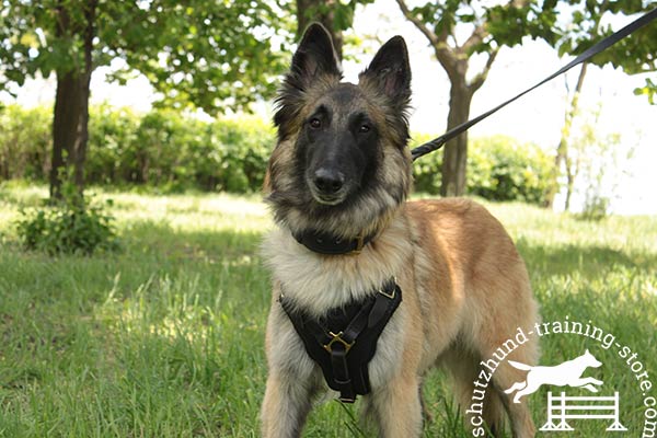 Leather Tervuren harness with Y-shaped chest plate