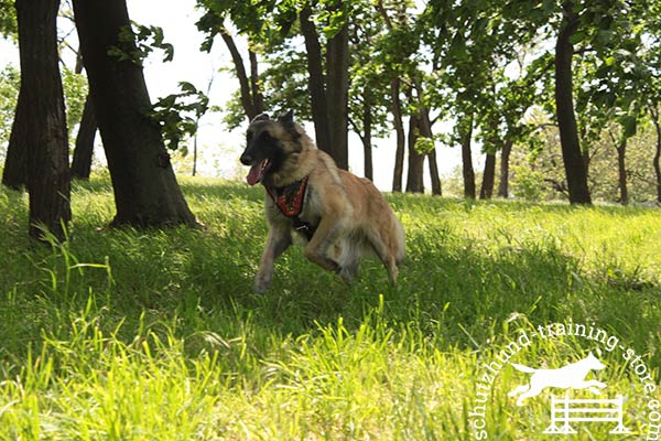 Natural leather Tervuren harness for active rest