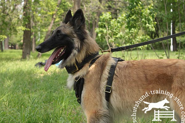 Leather Tervuren harness with adjustable straps