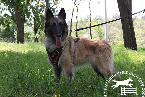Fashionable Tervuren harness of leather