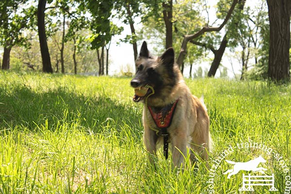 Leather Tervuren harness for pleasant pastime