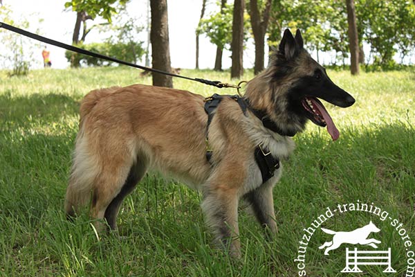 Functional leather Tervuren harness