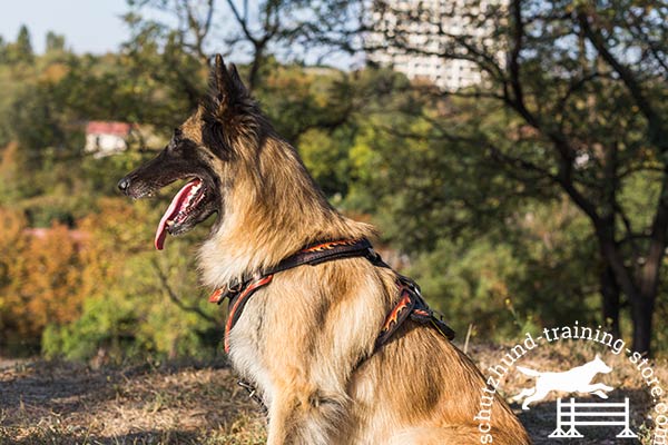 Leather Tervuren harness is heavy duty 