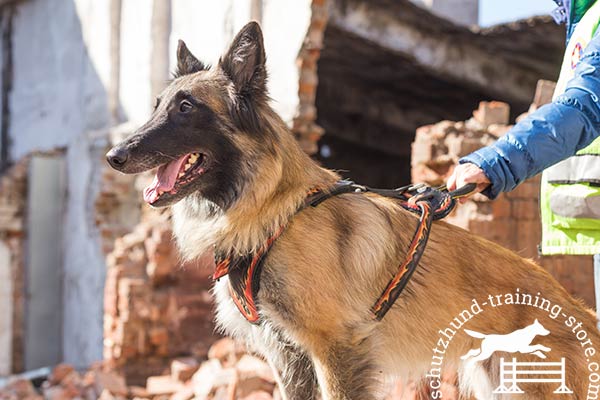 Leather Tervuren harness with handle