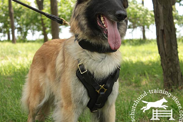 Leather Tervuren harness with padded chest plate