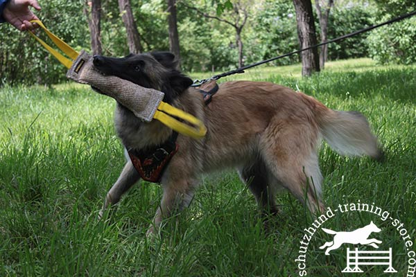 Leather Tervuren harness for pro training