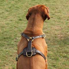 Duly riveted and stitched leather dog harness