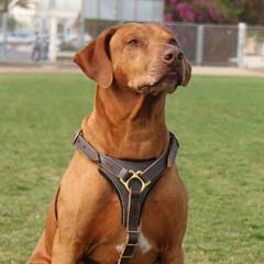 A trustworthy dog harness riveted for extra strength