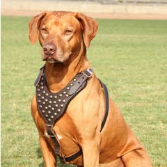 Everyday handmade leather dog harness with studs