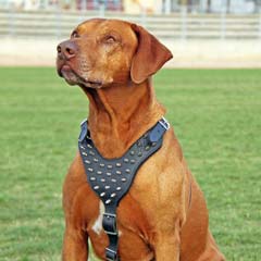 Walking stylish leather dog harness