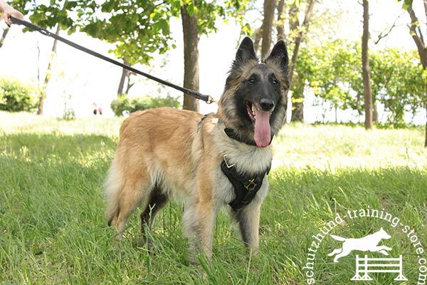 Tervuren harness made of natural leather