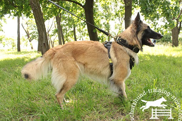 Tervuren black leather harness with reliable brass plated hardware for perfect control