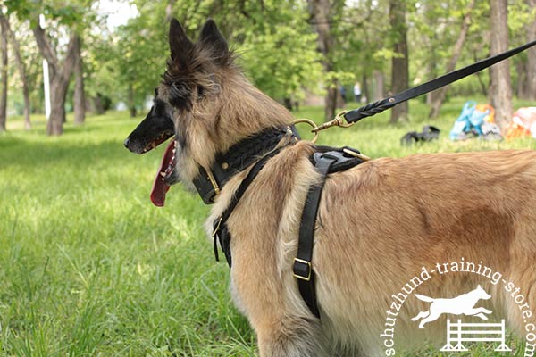 Tervuren black leather harness with non-corrosive hardware for any activity