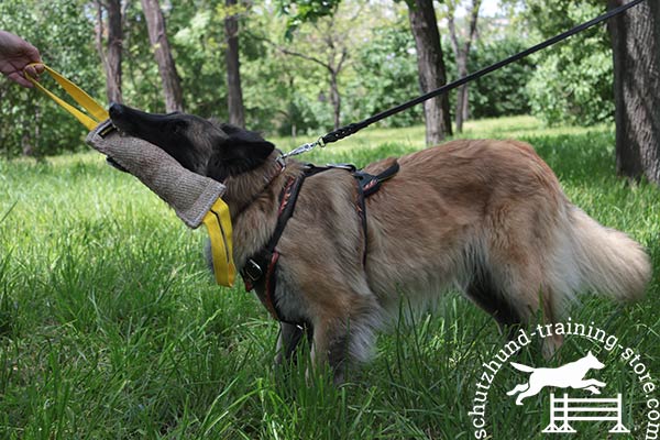 Tervuren leather harness with reliable hardware for daily walks