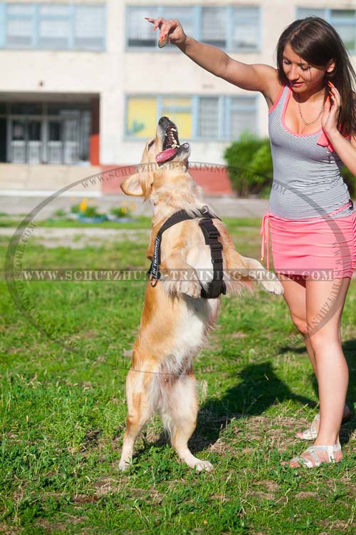 All-Weather Golden Retriever Harness Practical for Various Settings