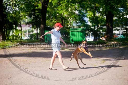 Dog Harness Leather for Enjoyable Commuination with Your Pet