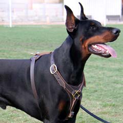 Qualitative harmless good looking leather harness