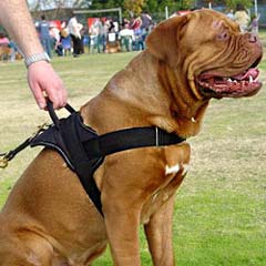 Freedom tracking nylon dog harness