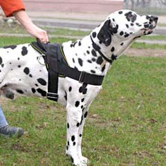 Adorable everyday non-toxic dog harness