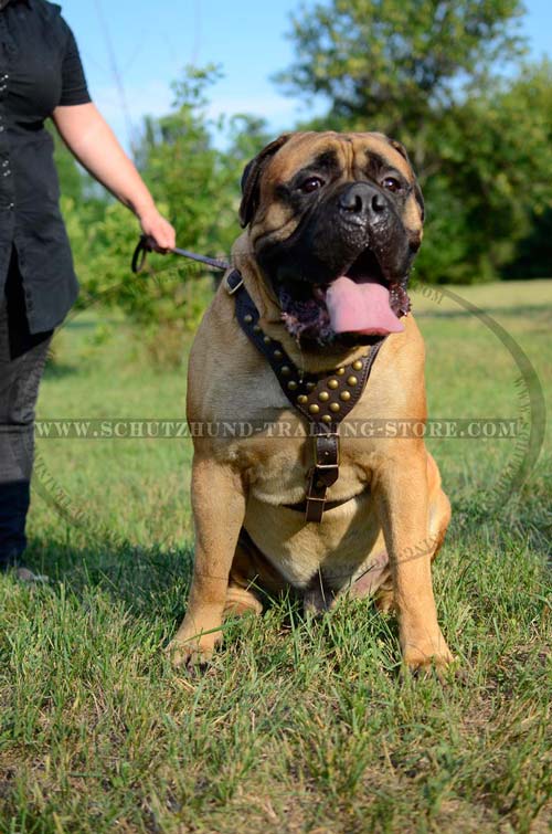 Dressy Dog Harness Leather for Your Bullmastiff Training