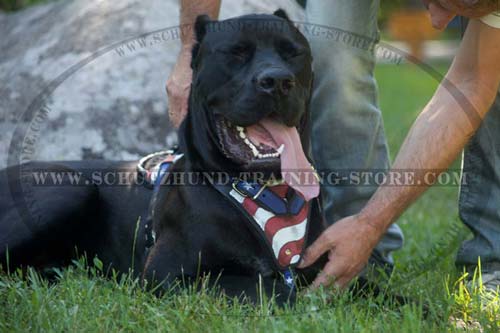 New Stylish Сane Corso Harness Leather with American Flag Painting