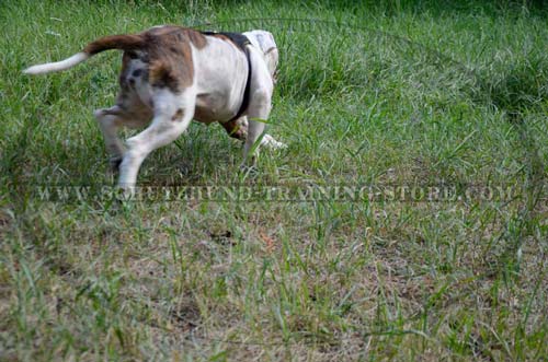 Padded Nylon Dog Harness for American Bulldog