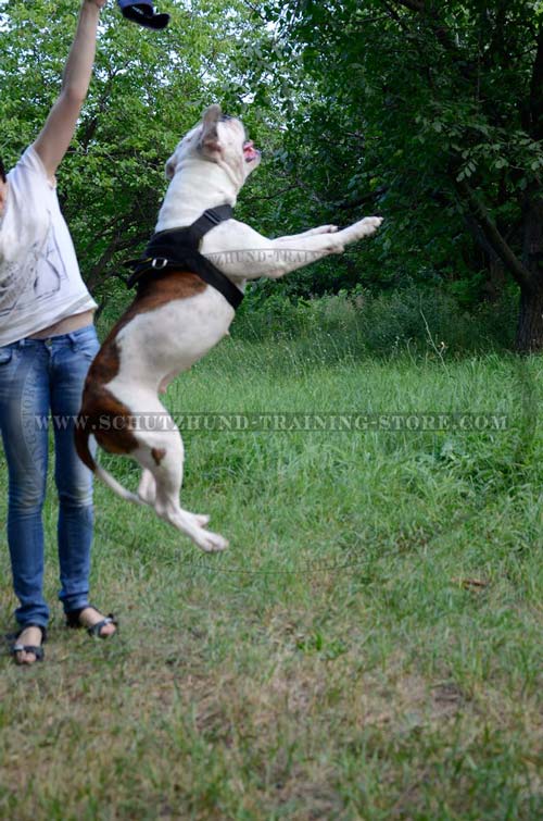 Dog Harness Nylon for Your American Bulldog Easy Jumping