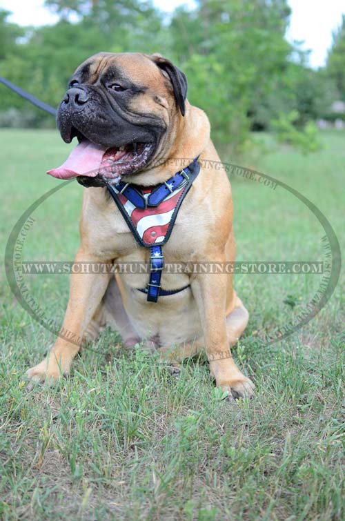 Training Leather Bullmastiff Harness For Body Protection