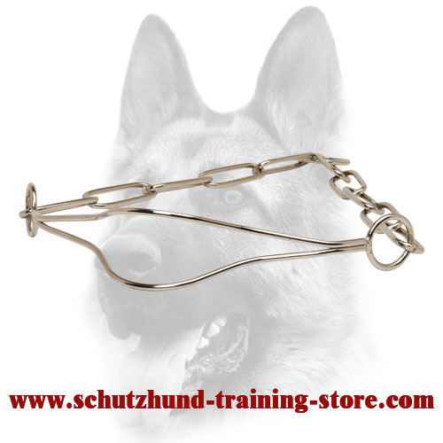 show dog accessories