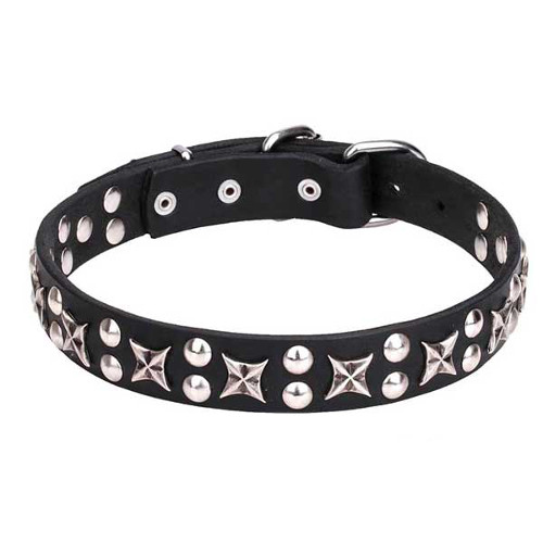 Posh Leather Dog Collar with Chrome Plated Fittings